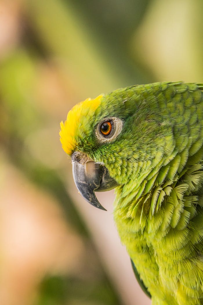 Yellow-Naped Amazon Parrot